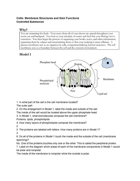 Cell Membrane Structure And Function Pogil