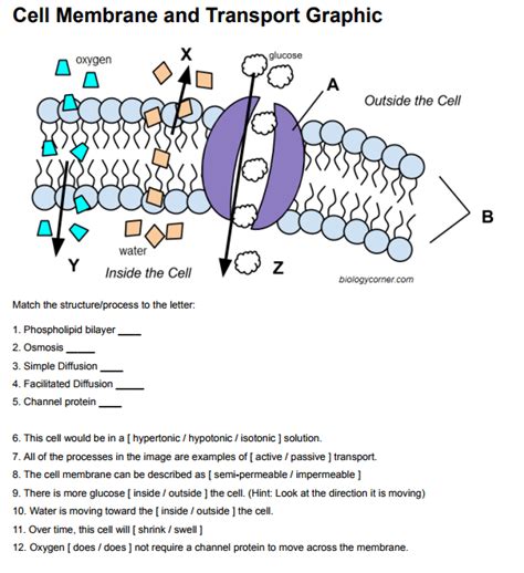 Cell Membrane Transport Worksheet