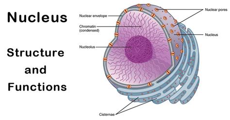 Cell Nucleus: Functions, Structure & Key Parts