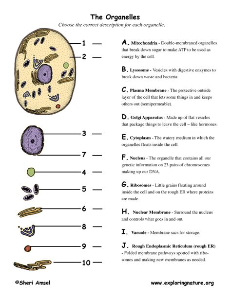 Cell Organelle Matching Worksheet