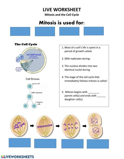 Cell Reproduction Worksheet Answers Along with Cell Division Worksheet