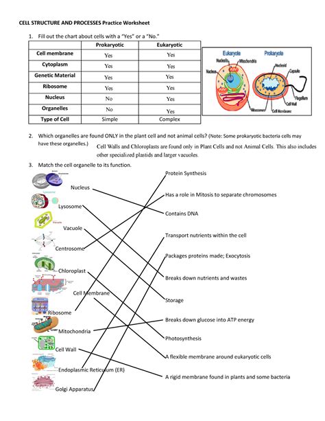 Cell Structure And Processes Practice Worksheet