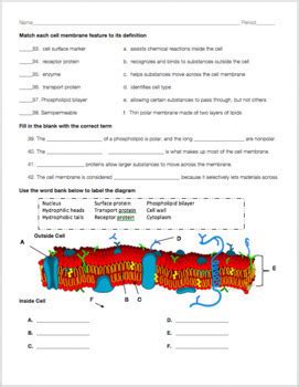 Cell Structure and Function Review Worksheet by Biology with Brynn and Jack
