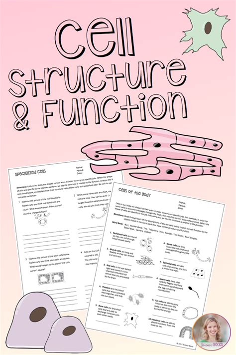 Cell Structure and Function Worksheets by Science Lessons That Rock