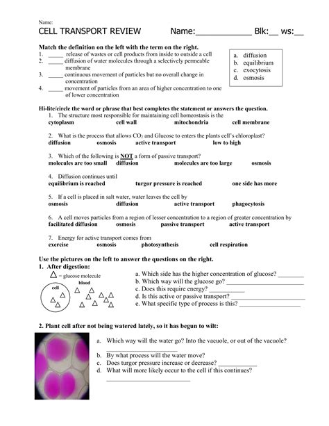 Cell Transport Worksheet Answers — db-excel.com