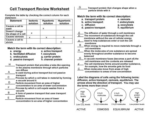 Cell Transport Worksheet Biology Answers Pin On Printable Worksheet