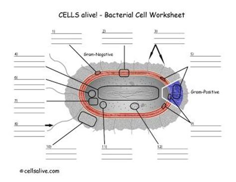 Cells Alive Bacterial Cell Worksheet