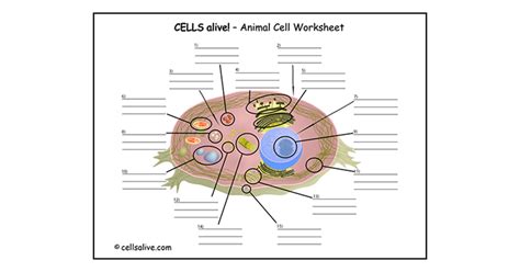 Cells Alive Cell Worksheet