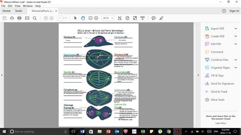 Cells Alive Mitosis Phase Worksheet