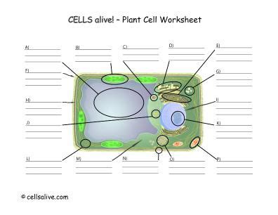 Cells Alive Plant Cell Worksheet