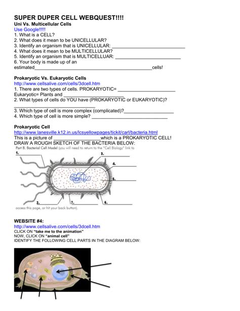 Cells Alive Worksheet Answers