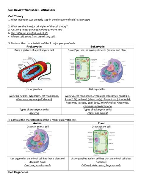 Cells And Cell Theory Worksheet