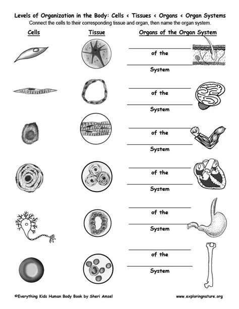 Cells Tissues Organs Organ Systems Worksheet