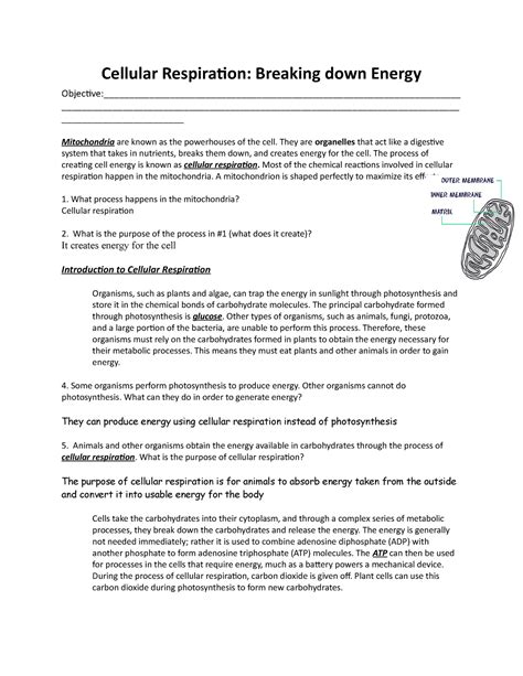 Cellular Respiration Breaking Down Energy Worksheet