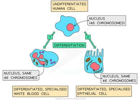 Decoding Cellular Differentiation: Understanding the Fundamentals of Biology's Differentiation Process