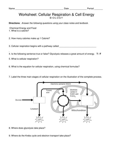Cellular Energy Worksheet Answer Key