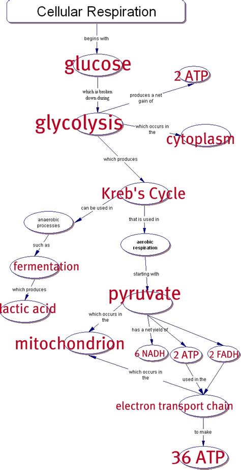 Photosynthesis And Cellular Respiration Concept Map Maps Catalog Online
