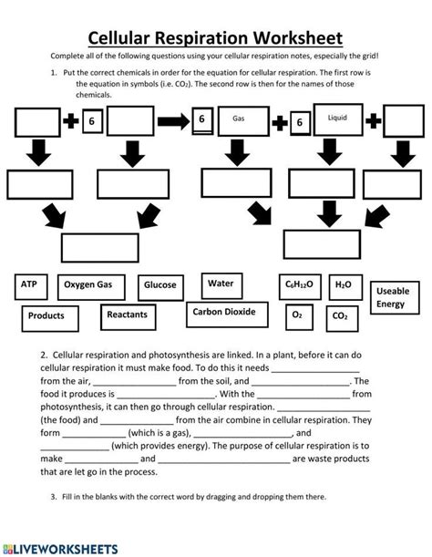 Cellular Respiration Overview Worksheet - worksheet