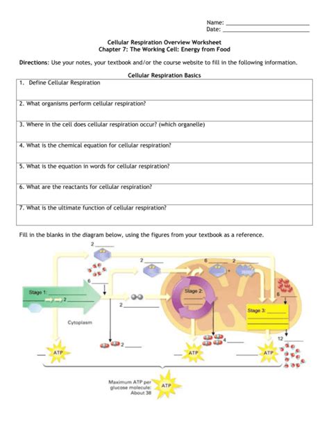 Cellular Respiration Worksheet Answer Key Luxury Cellular Respiration