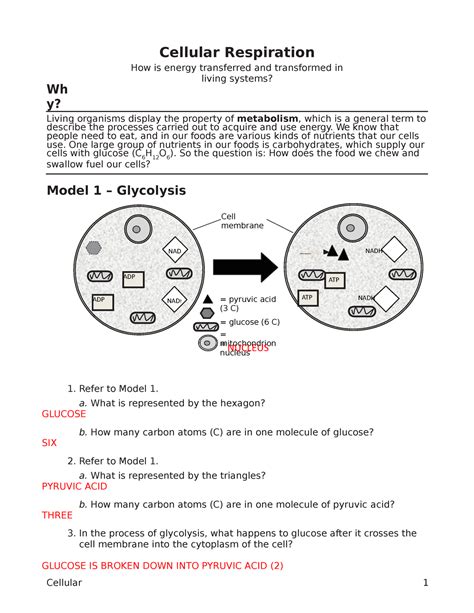 Cellular Respiration Worksheet Answers Pogil