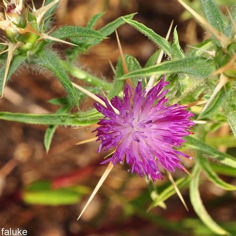 Centaurea cyanus (Cornflower) the online Flora