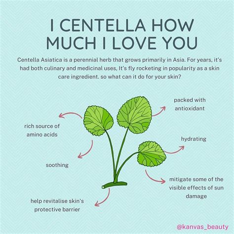 5 Incredible Reasons Why Centella Asiatica is a Must-Have for Your Skincare Routine