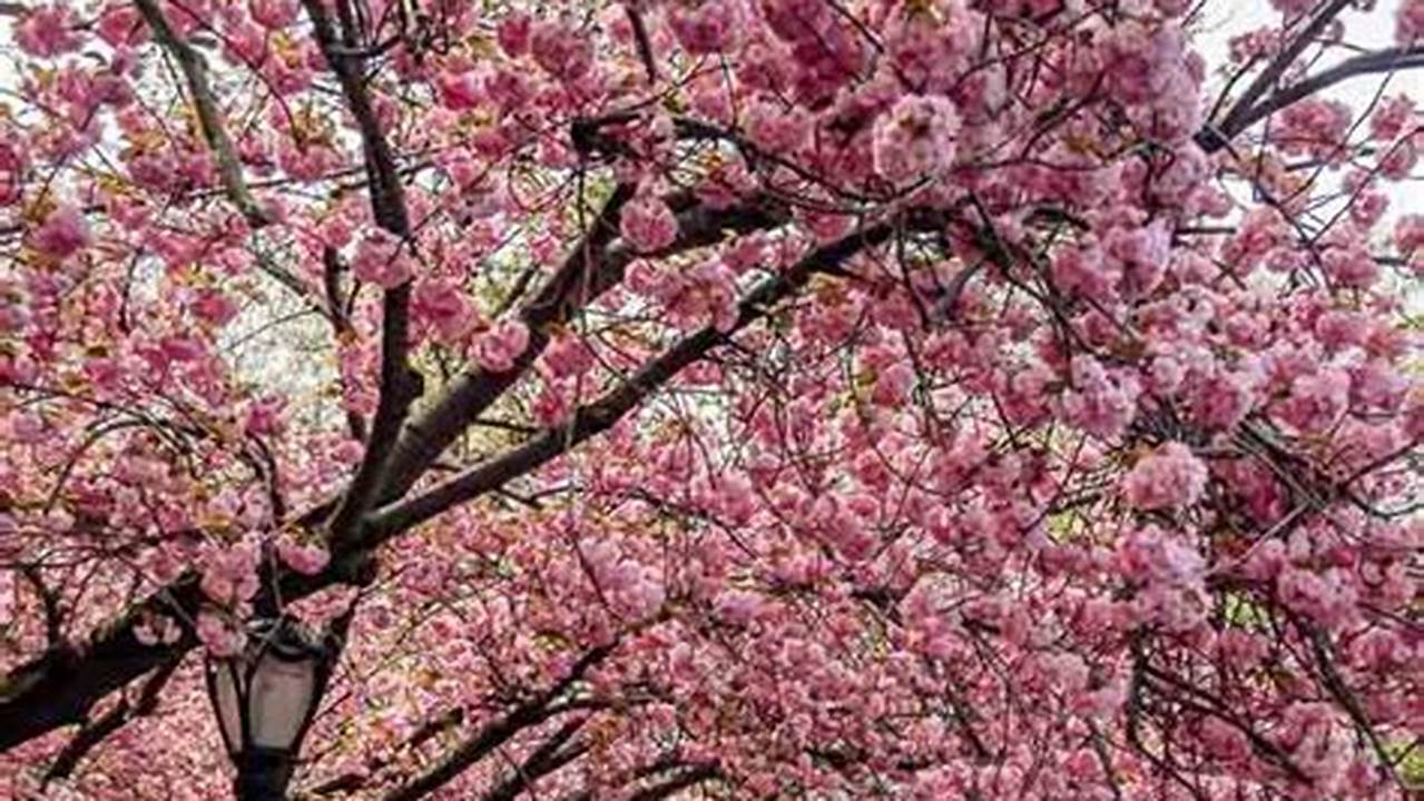Central Park Cherry Blossoms 2024 Lok
