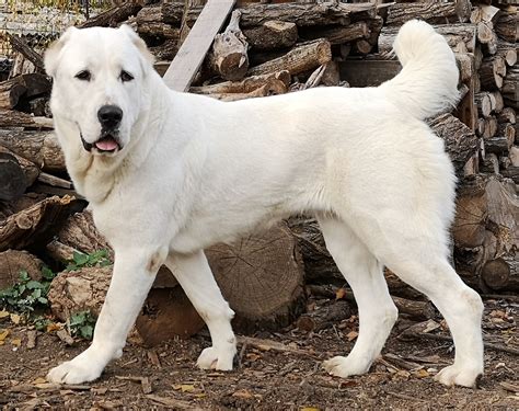 Central Asian Shepherd Dog Breed Information and Characteristics