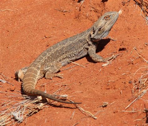 Central Bearded Dragon