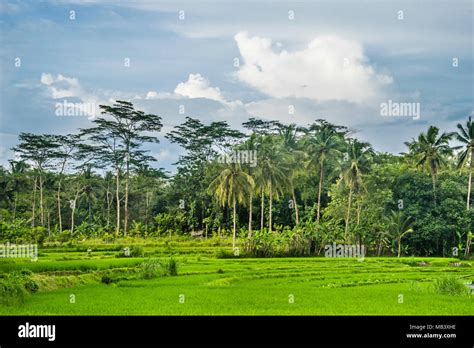 Central Java Countryside