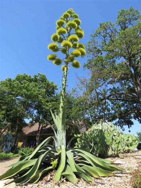 Plant Bloom