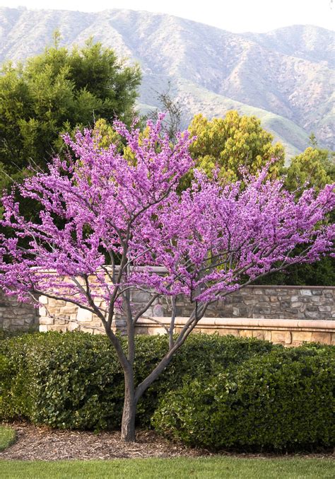 The Beautiful Cercis Forest Pansy: An Overview