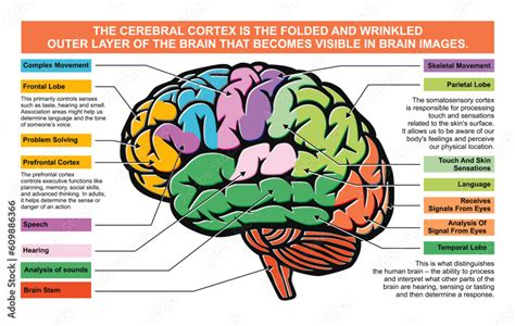 Cerebral Cortex: Functions, Disorders & What You Need to Know.