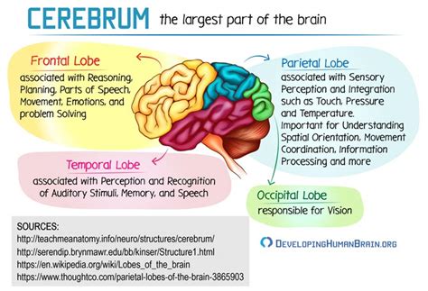 Cerebrum Functions: A Brain Part Breakdown