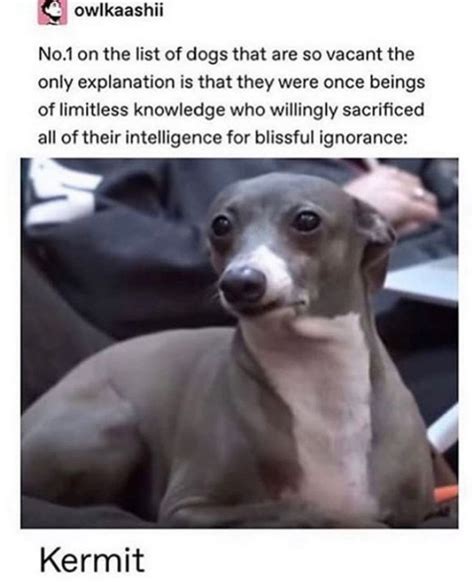 Cermet Dog Meme