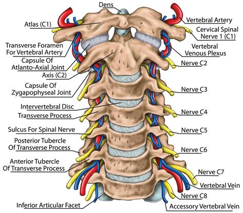 Cervical spine Cervical vertebrae, Cervical, Anatomy