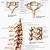 Cervical Spine Anatomy Netter