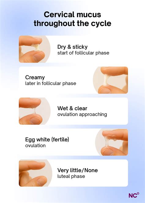 Cervical Mucous Chart