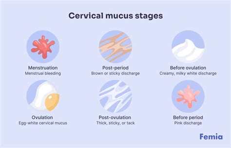 Cervical Mucus: Decoding Your Cycle Signals.