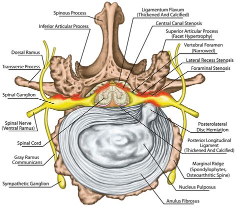 Spine Disc Anatomy