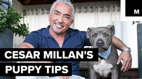 Cesar Millan Puppy
