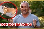 Cesar Stop Dog Barking