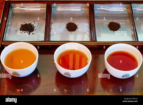 Ceylon tea tasting