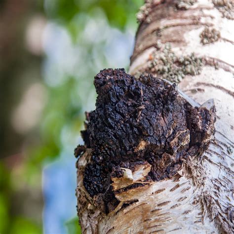 Chaga Mushroom