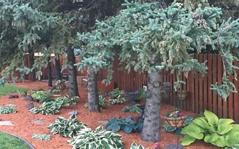 Challenges Of Planting Under Pine Trees