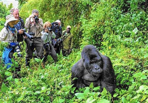 Challenges gorilla trekking