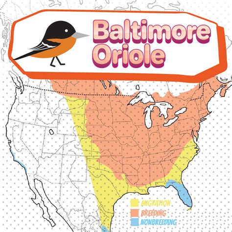 Image related to the challenges of implementing the Baltimore Orioles Migration Map 2021