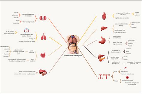 Challenges of implementing MAP Map Of Organs Of The Body