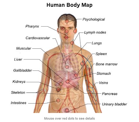 illustration of human body