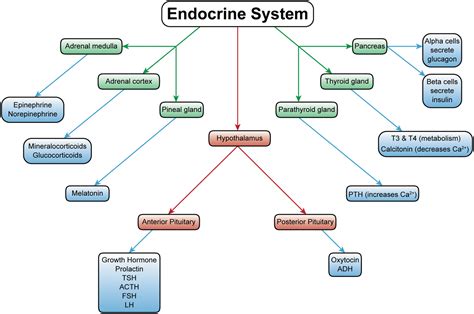 Challenges of implementing MAP The Endocrine System Concept Map